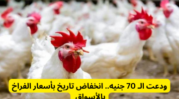 الفرخ وصلت 70 جنيه.. انخفاض تاريخي في أسعار الدواجن اليوم بالأسواق 