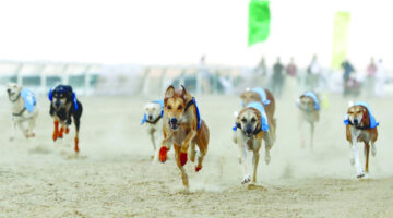 مزاينة صقور وسباقات خيل وسلوقي.. في «ختامية الظفرة» اليوم – وكالة يمن للأنباء