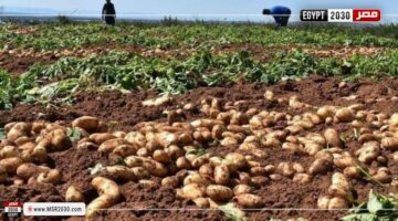 الزراعة: لا توجد أصناف بطاطس أرجوانية بنفسجية مسجلة ومتداولة بصورة اقتصادية وتجارية في مصر | الأخبار – وكالة يمن للأنباء