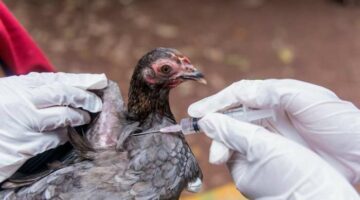 عاجل |أمريكا تعلن تسجيل أول حالة وفاة بإنفلونزا الطيور H5N1 – وكالة يمن للأنباء